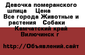 Девочка померанского шпица. › Цена ­ 40 000 - Все города Животные и растения » Собаки   . Камчатский край,Вилючинск г.